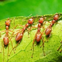 Dünyada kaç tane karınca var?